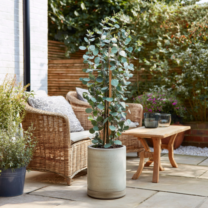 Eucalipto - Eucalyptus Cinerea 'silver Dollar' - Altura 90-110cm - ⌀19cm_4
