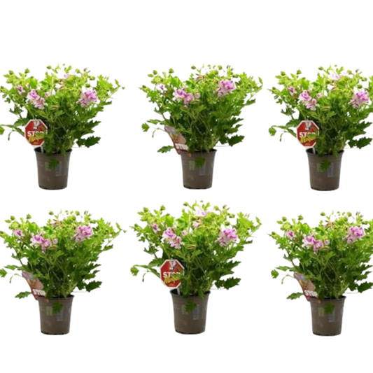 Pack de 6 x Plantas Geranio Limón Maceta De Ø 15 - Repele Los Mosquitos - Planta Citronela_0