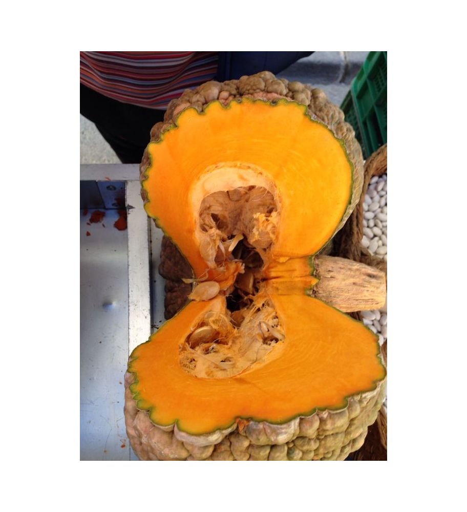 Plantón Calabaza De Totanera (redonda) (10 Unidades)_0