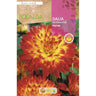 Bolbo decorativo de Dália Procyon 1 unidade (I)