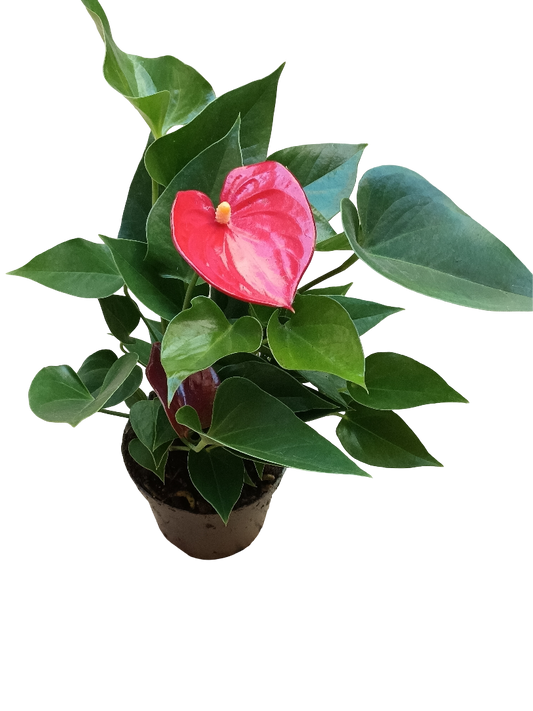 Anthurium Flor Rojo Planta De Interior Ø9 Cm_0