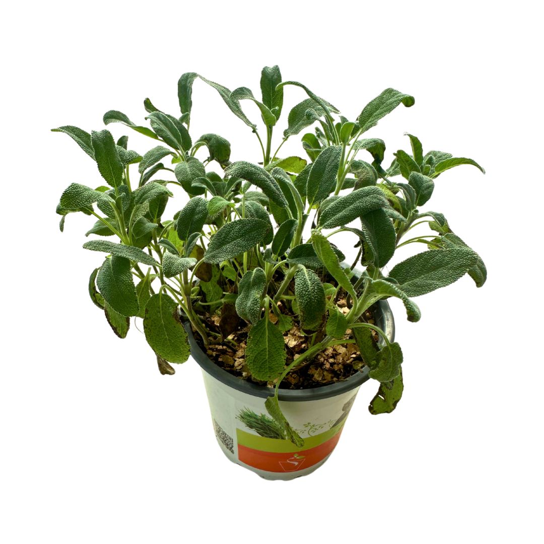 Salvia Planta Ornamental Y Medicinal (salvia Spp.)_0
