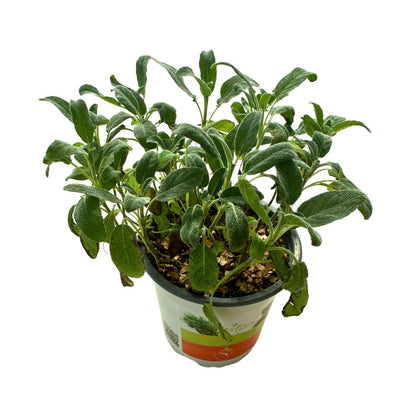 Salvia Planta Ornamental Y Medicinal (salvia Spp.)_0