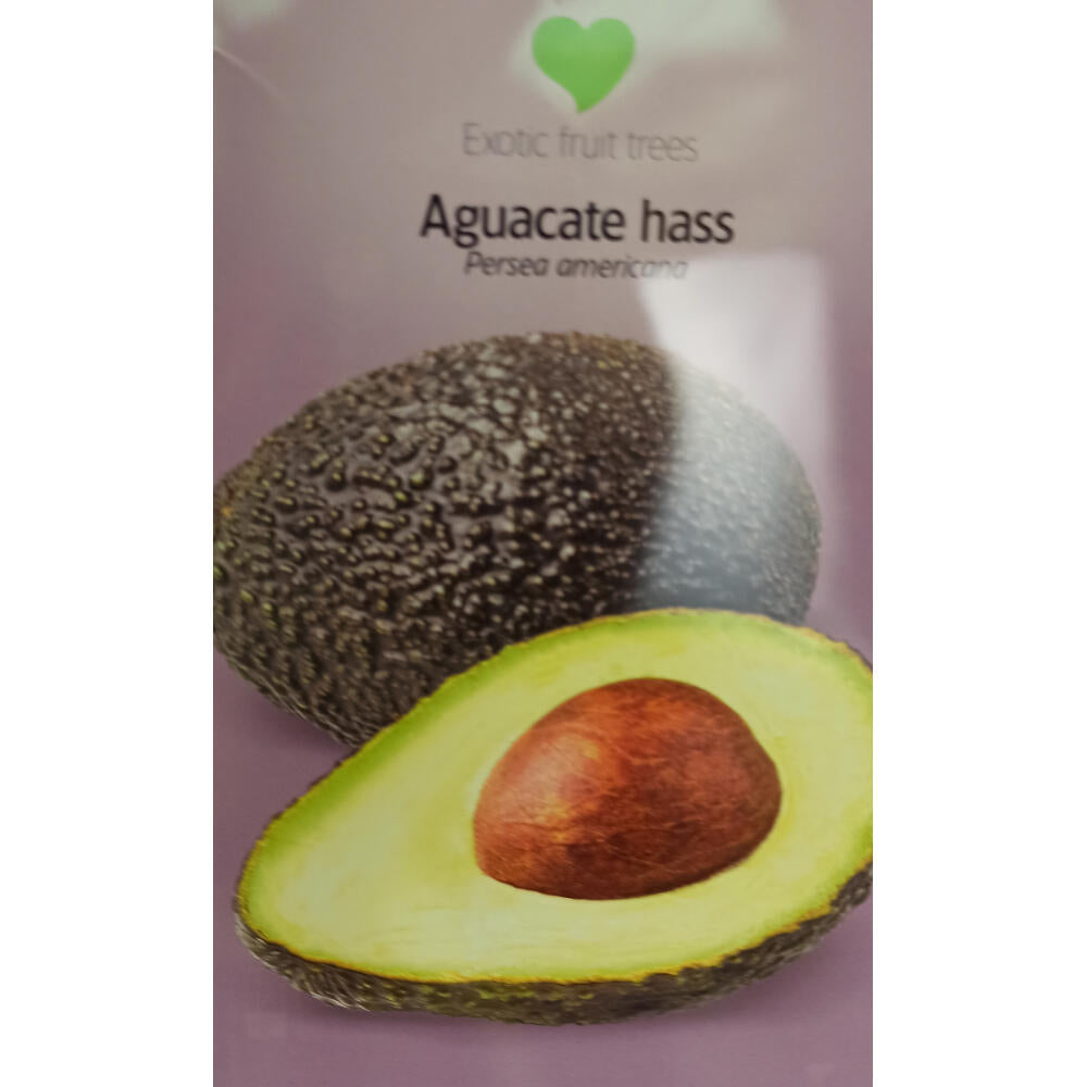 Aguacate Hass M23 140-160cm_1