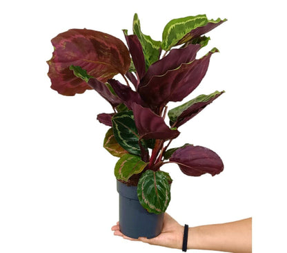 Calathea Medallion M14 60cm_0