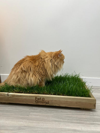 Petground, Cama Con Césped natural Para Gatos, Caja De Madera, Accesorio, Mueble S: 62 X 42 Cm_3