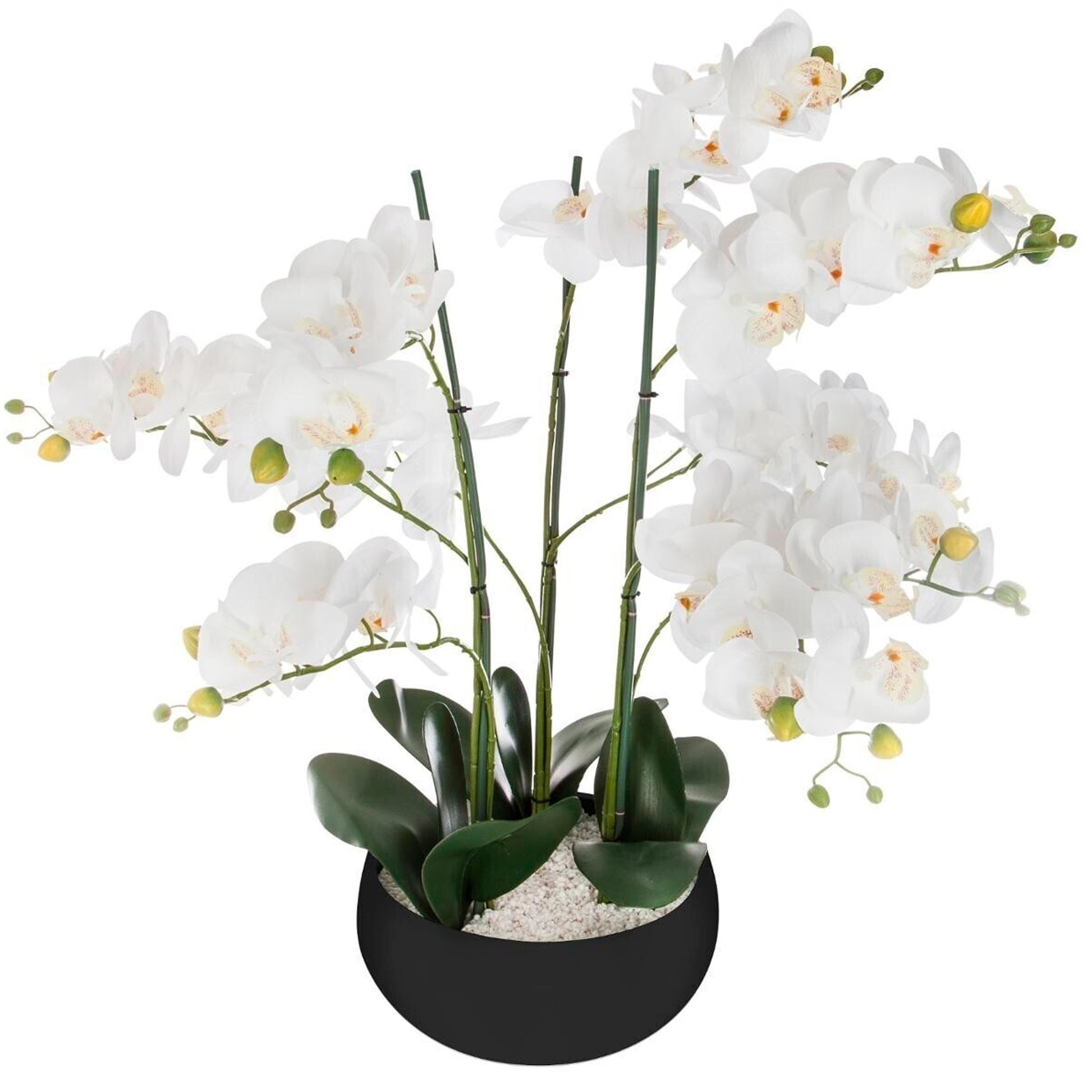 Orquídea Olla Cerámica Negro H65_0