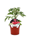 Plantão De Tomate Monterosa Híbrido Em Vaso De 12 Cm. Natural - Fitoralia