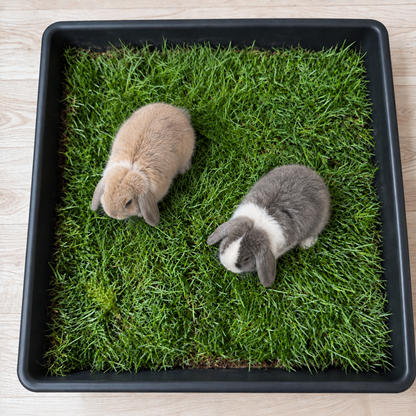 Petground, Parque Para Conejos, Casa De Césped Natural Xxl: 80 X 80 Cm_2
