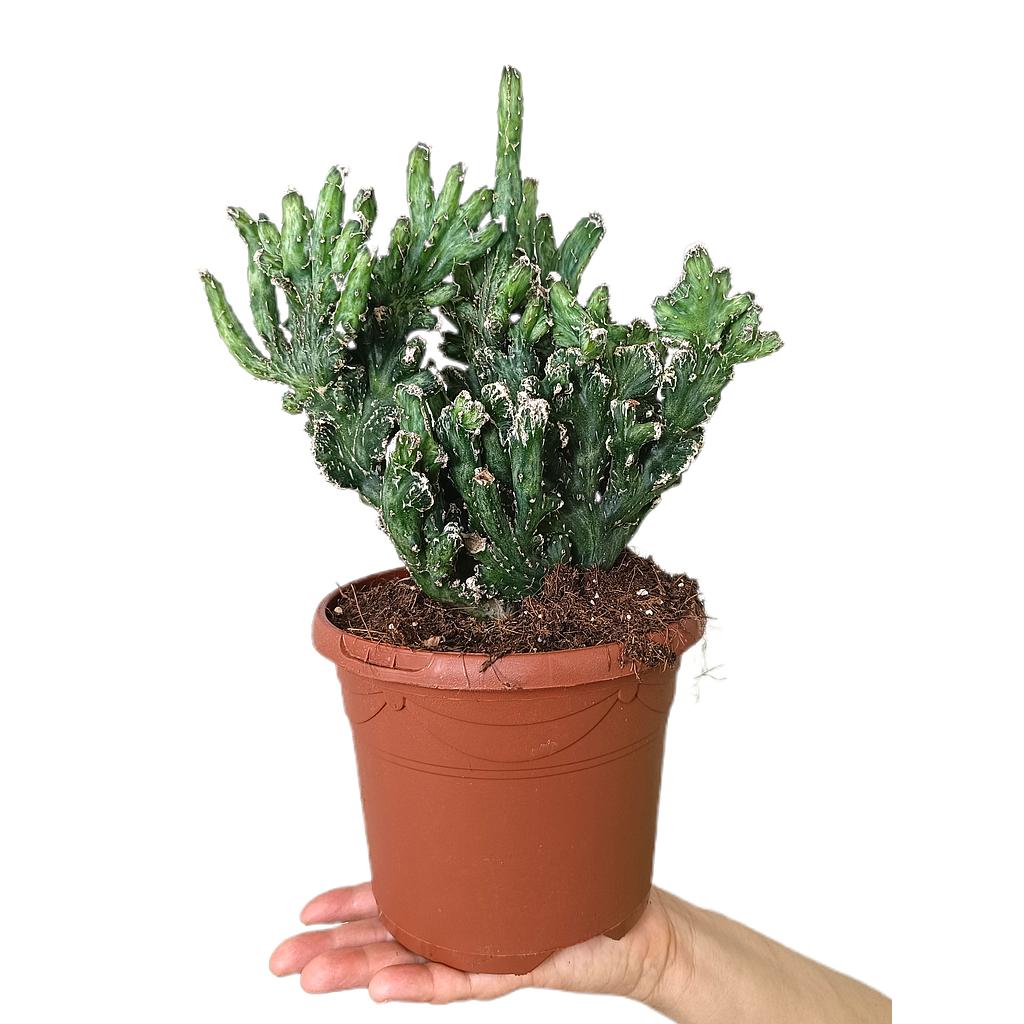 Monvillea Spegazzini Cristata M17_0
