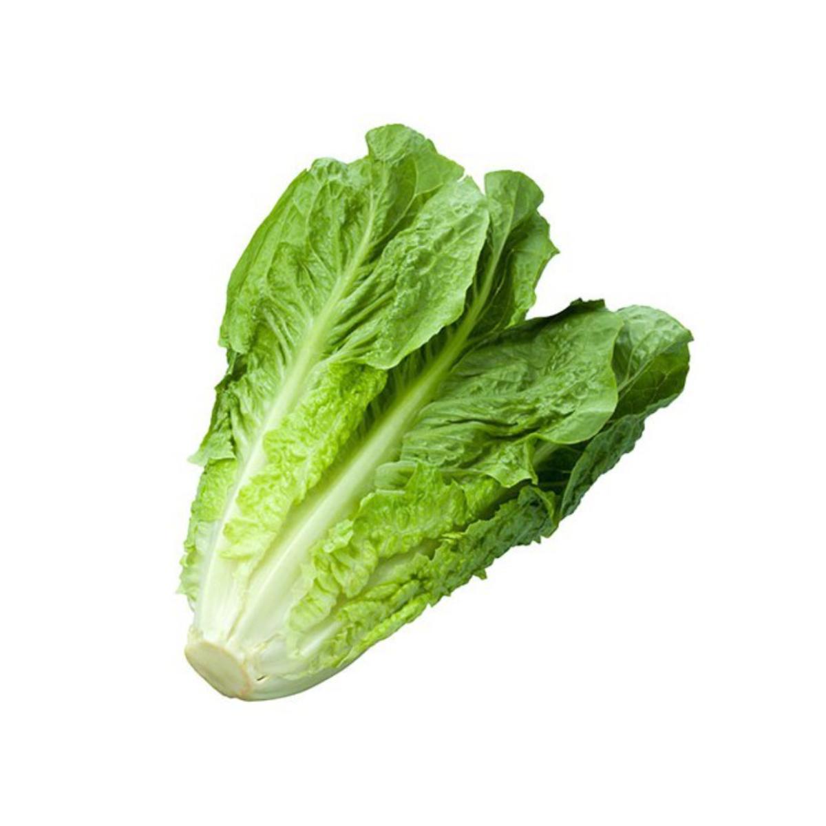 Muda de alface em vaso de 11 cm