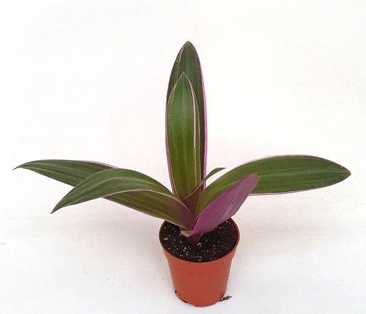 Tradescantia Spathacea Planta De Interior Ø5_0