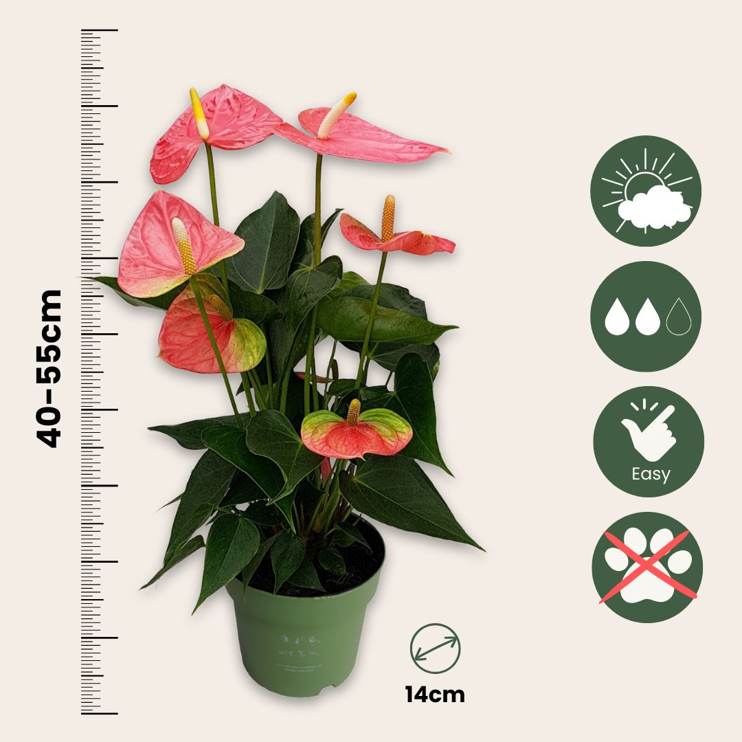 Anturio - Anthurium 'colorado Pink' - Altura 40-55cm - Ø14cm_2