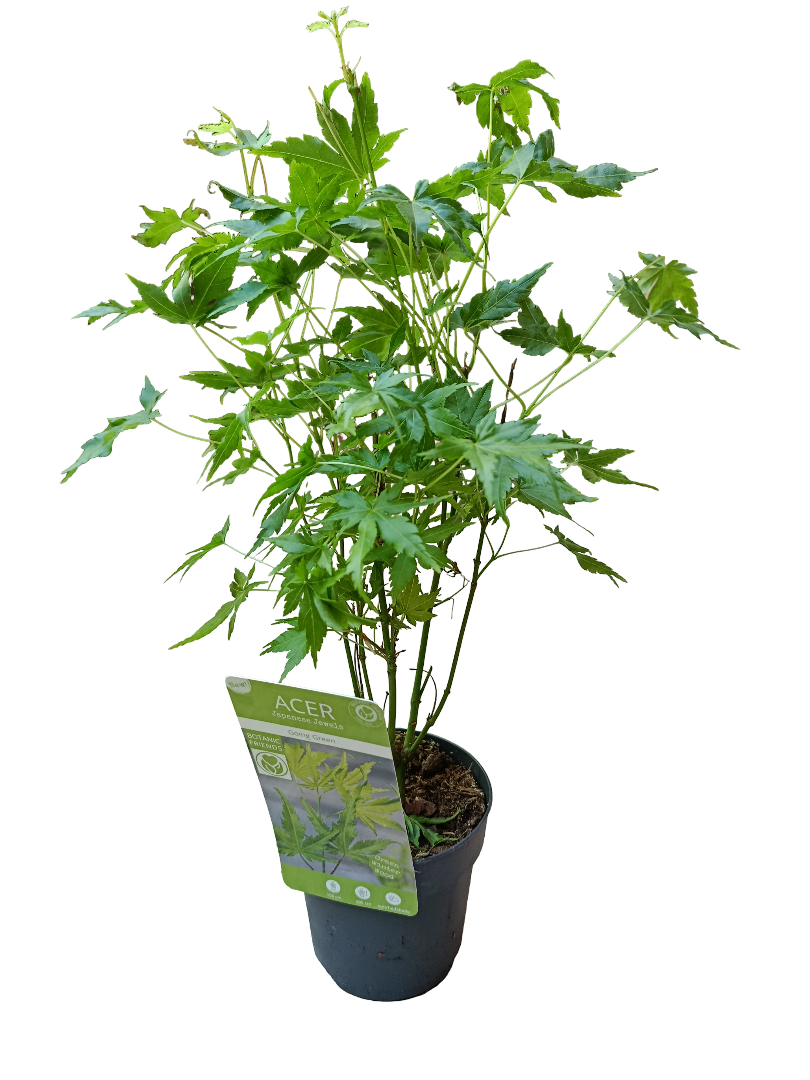 Acer Palmatum Going Green Ø10 Arbol Para Hacer Bonsai_0