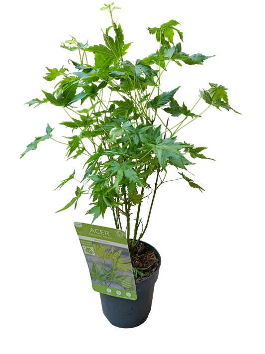 Acer Palmatum Going Green Ø10 Arbol Para Hacer Bonsai_0