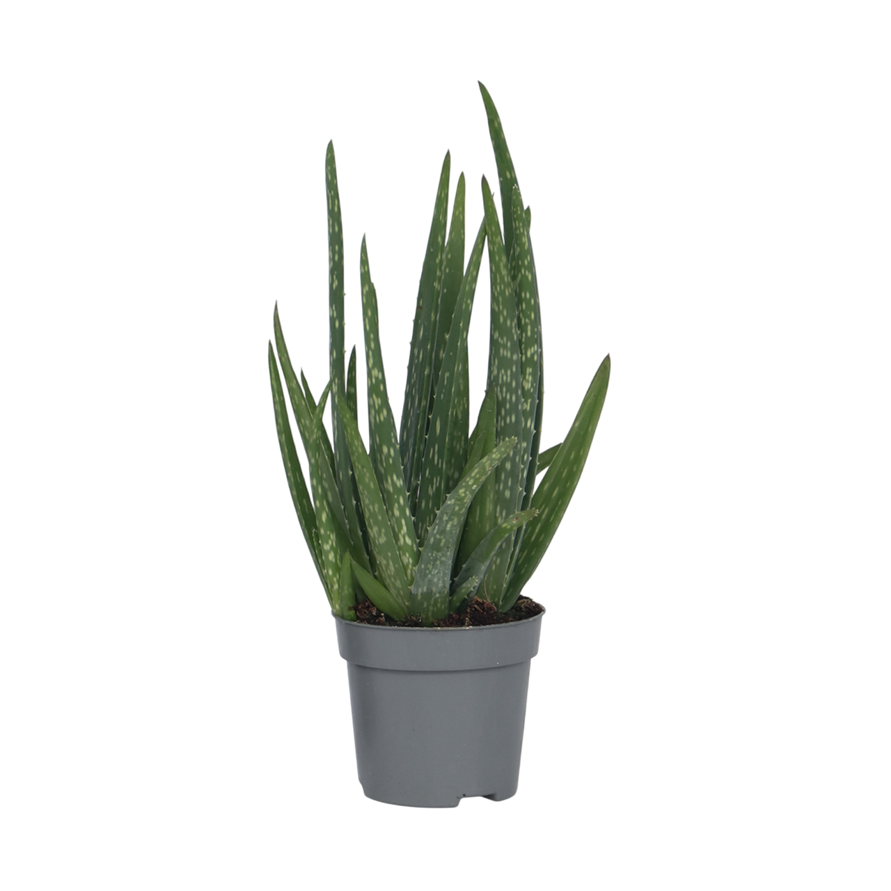 Aloe Vera - Aloe Barbadensis - Altura 25-40cm - ⌀105cm_0