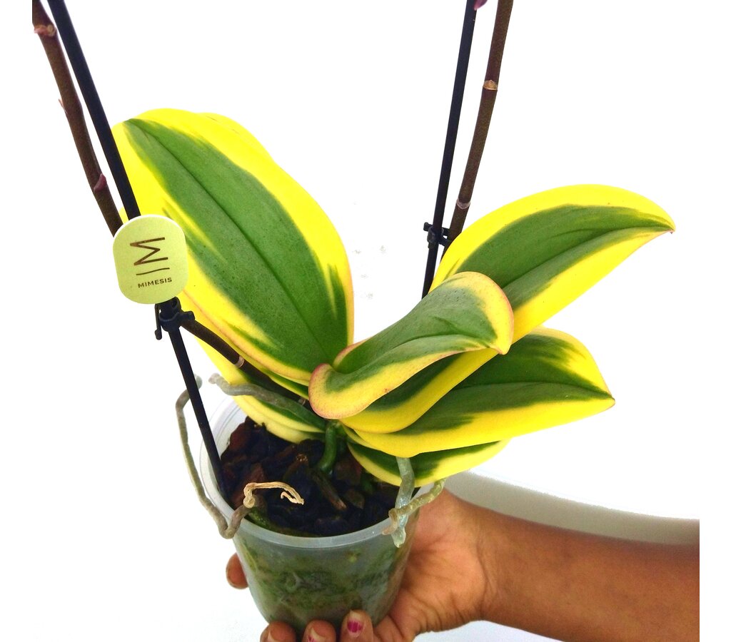 Orquidea Phalaenopsis Variegata M12 40cm_1