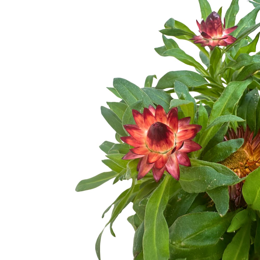 Planta De Flor De Papel O Flor De Paja, Disfruta De Su Espectacular Tacto_1