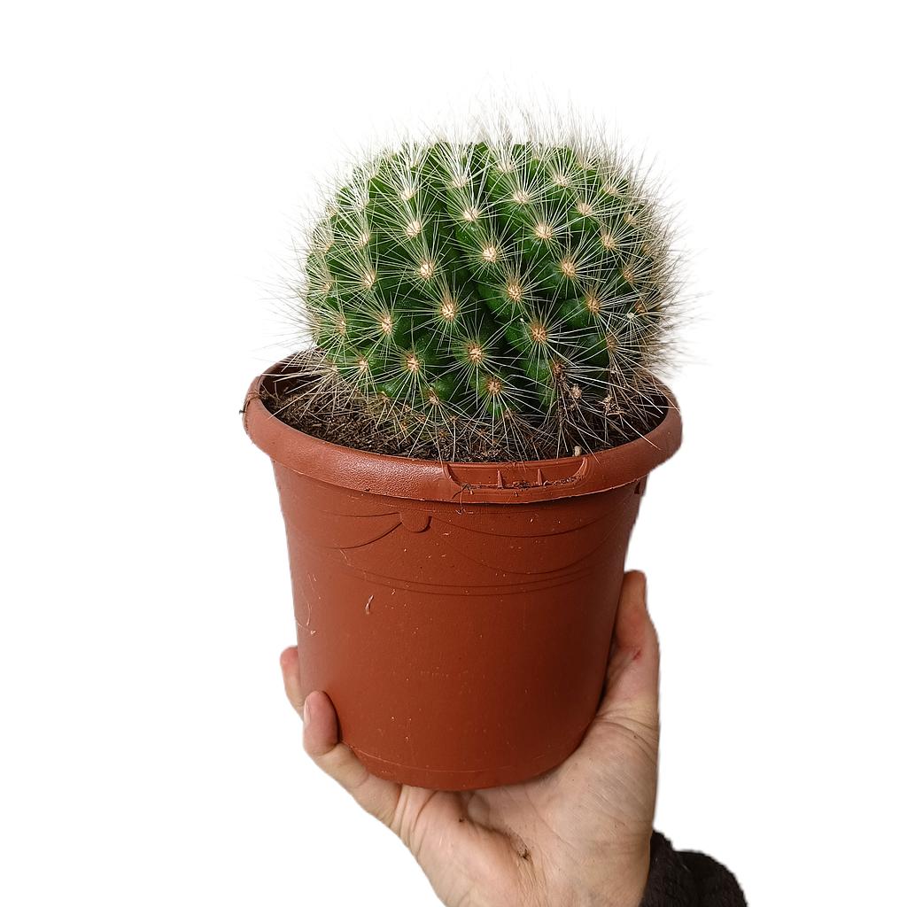 Parodia Penicillata M17_0