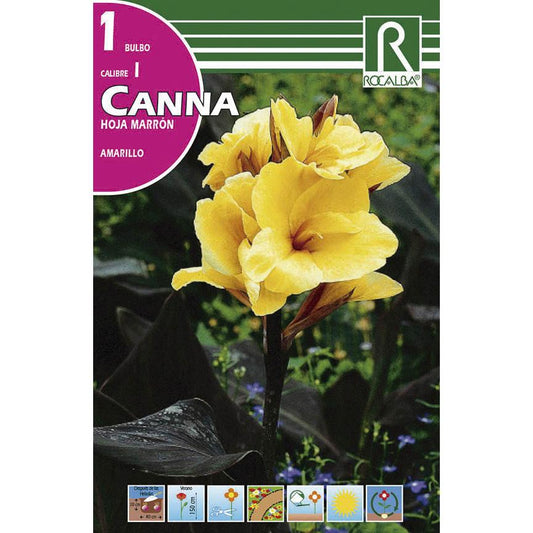 Bolbo de Canna folha castanho Amarelo 1 unidade (I)