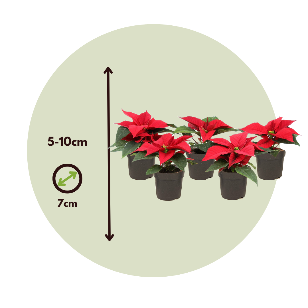 Planta De Navidad Poinsettia - 5 Pzs - Euphorbia - Altura 5-10cm - ⌀7cm_2