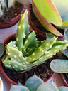 Aloe Mitriformis (planta Suculenta 5 Cm)