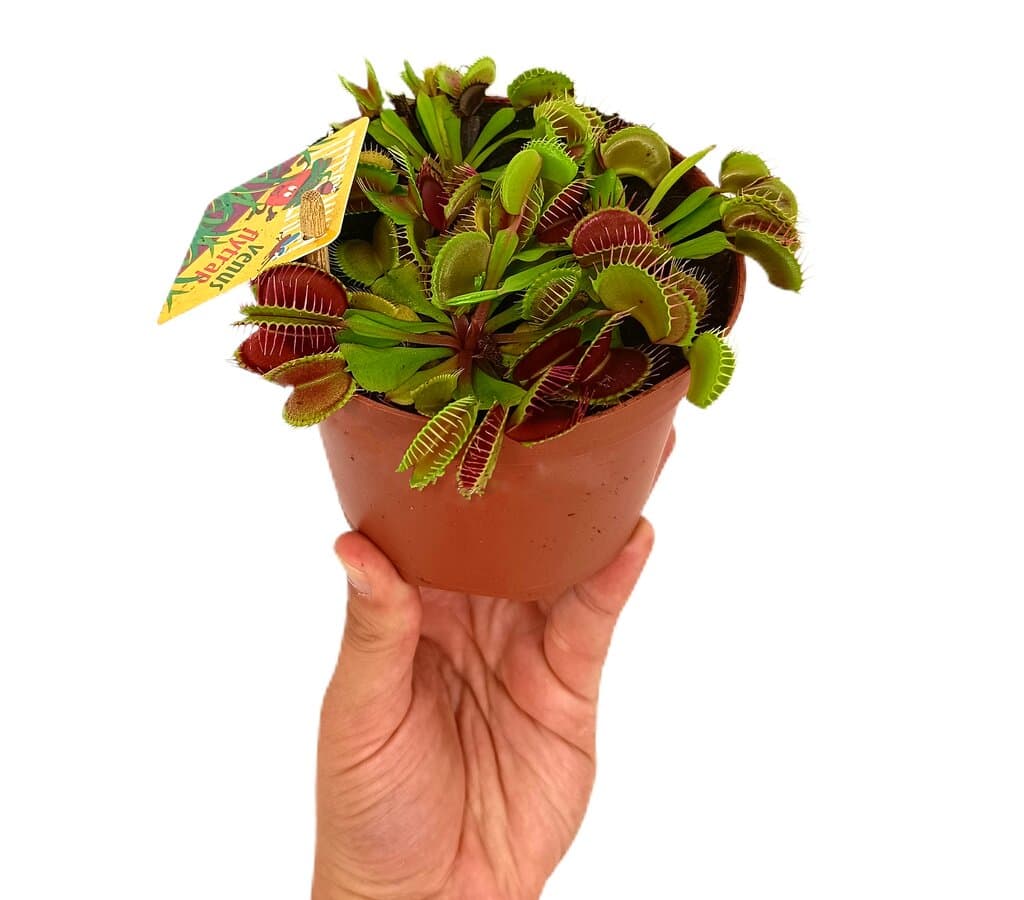 Dionaea Muscipula M12_0