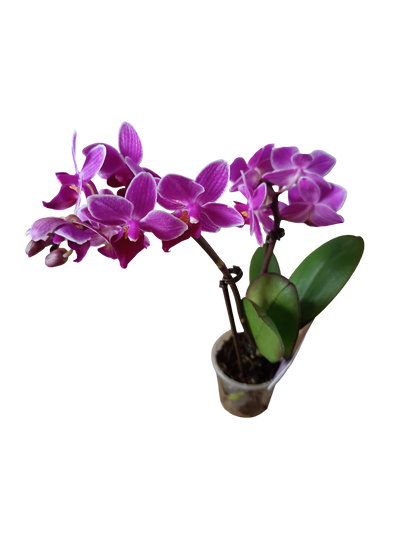 1 Mini Orquidea Surtida Ø6 Cms Altura Aprox 20 Cms - Sin Floracion Activa_0
