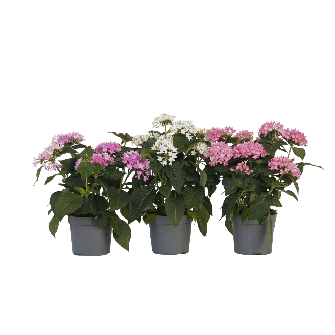 Pentas - 3 Pzs - Pentas Lanceolata - Altura 25-45cm - ⌀13cm_0
