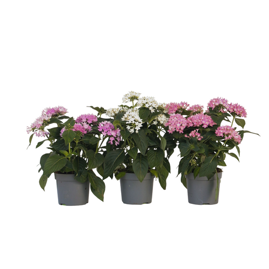 Pentas - 3 Pzs - Pentas Lanceolata - Altura 25-45cm - ⌀13cm_0