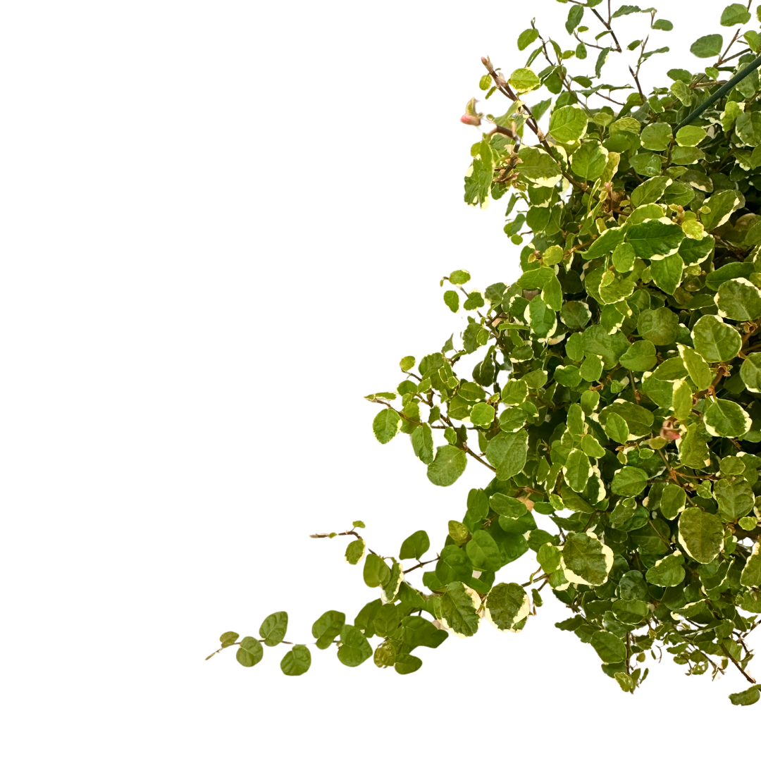 Ficus Pumila Sunny: La Compañera Perfecta Para Tu Hogar Verde_1