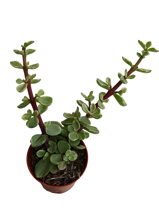 Portulacaria Afra Variegata Planta Suculenta Del Dinero Ø5_0