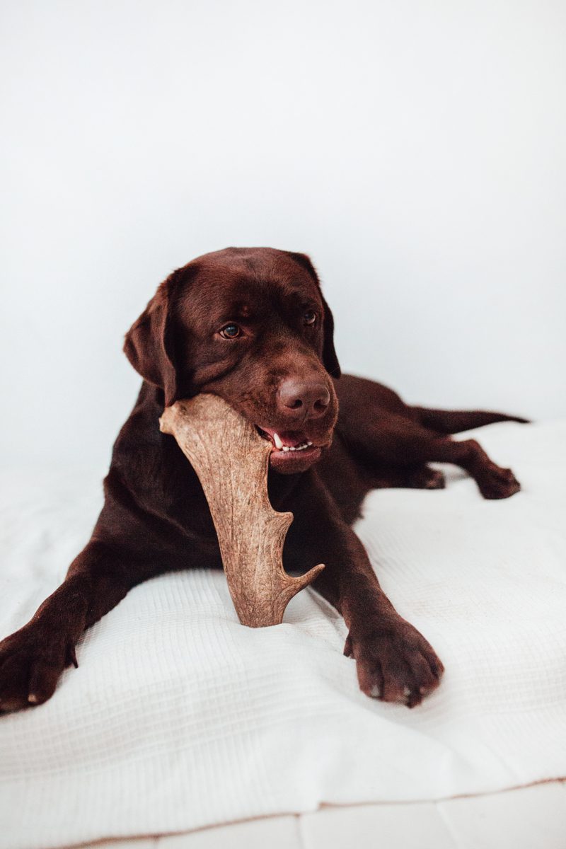 Bimordiscos Asta De Gamo Para Perros. L_3