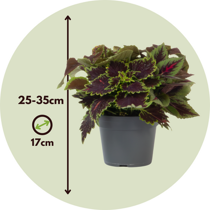 Coleus - Coleus Scutellarioides - Altura 25-35cm - ⌀17cm_2