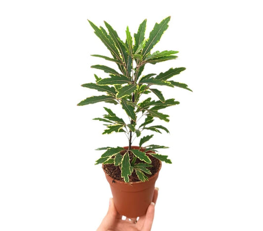 Dizygotheca Elegantissima M9_0