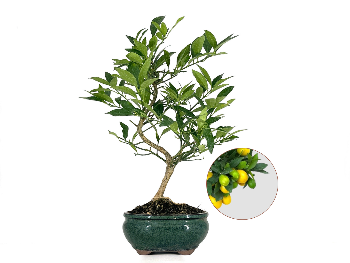 Bonsái Citrus Limequat - Limonero 8 Años_0