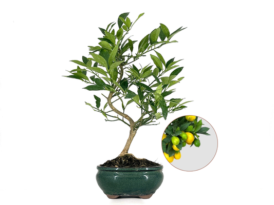 Bonsái Citrus Limequat - Limonero 8 Años_0