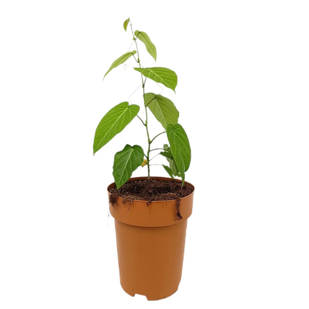 Passiflora Ligularis M23_0
