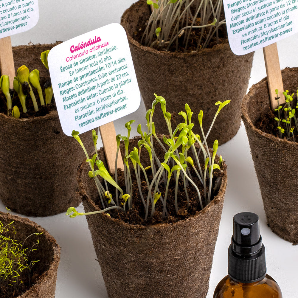 Flower Power | Kit Cultivo Flores (amapola, Caléndula, Girasol, Capuchina, Aciano Y Margarita) | Regalo Creativo_3