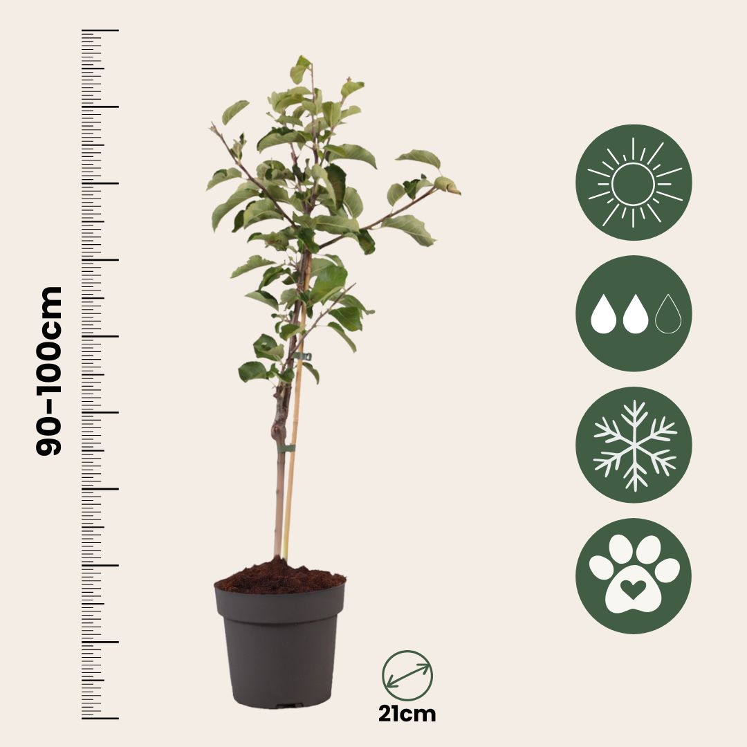 Manzano - Malus Domestica 'elstar' - Altura 90-100cm - ⌀21cm_2