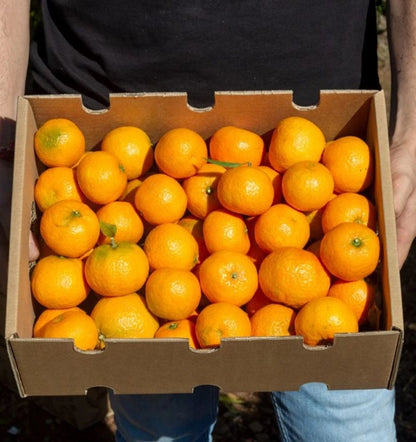 Mandarinas Clementinas Clemenules De Castellón Tropitop 15kg_2