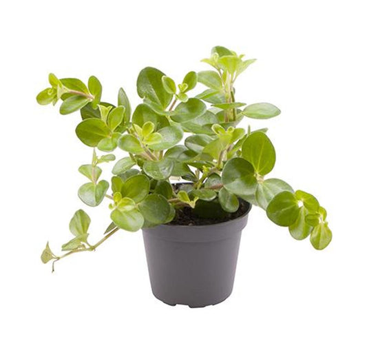 Planta Natural Peperomia Rotundifolia 1 Ud Ø 6 Alt. 10_0