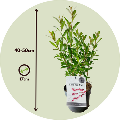 Sauce Arbustivo - Salix Gracilistyla 'mount Aso' - Altura 40-50cm - ⌀17cm_2