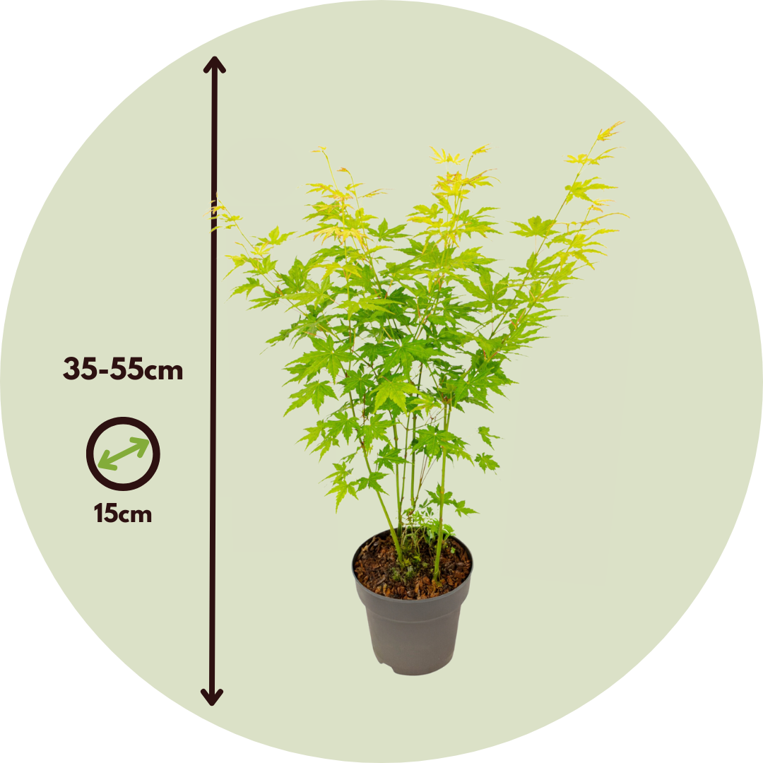 Arce Japonés - 2 Piezas - Acer Palmatum 'going Green' - Altura 35-55cm - ⌀15cm_2