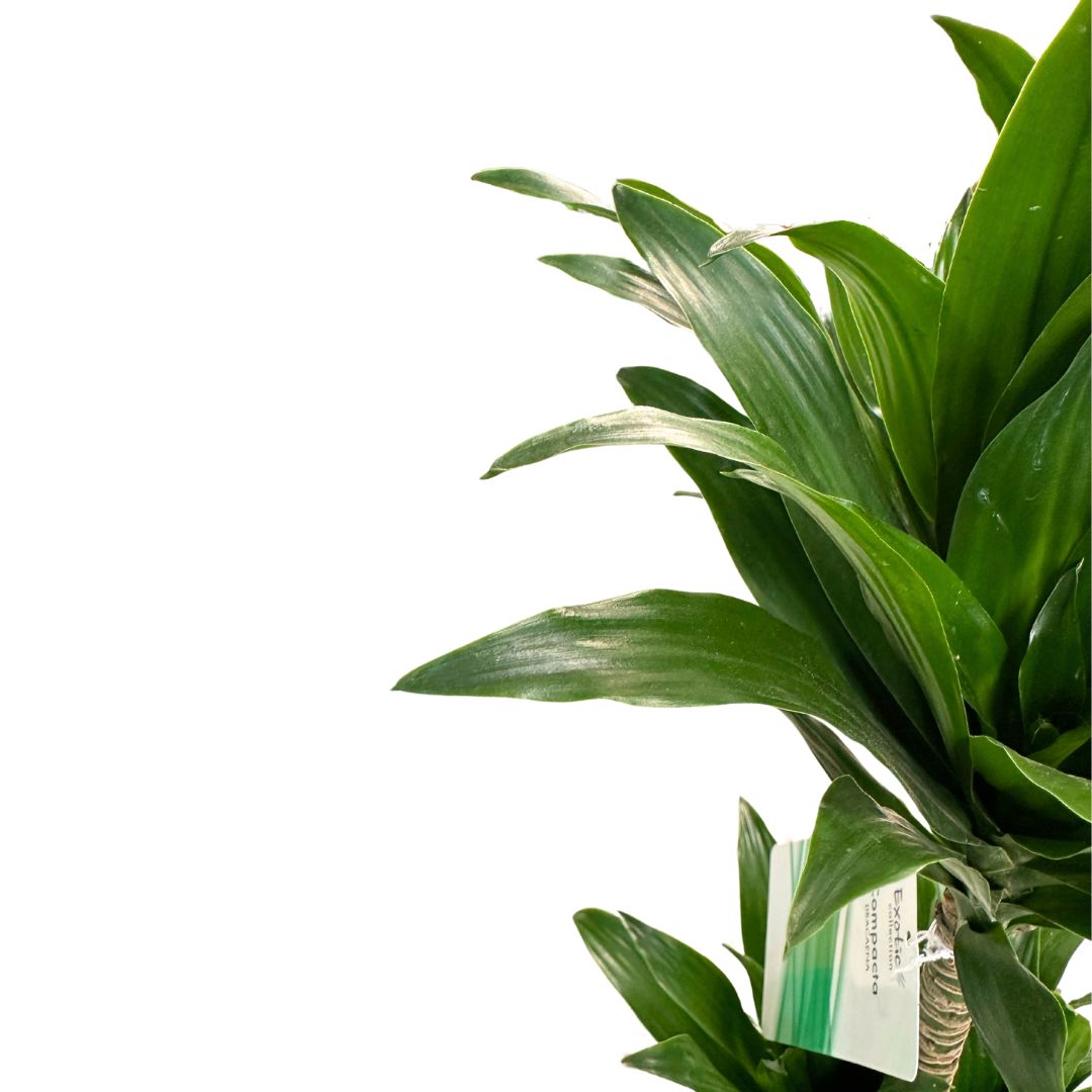 Dracena Compacta Planta De Interior M17 Maceta 17cm 2 Troncos 45/15_1