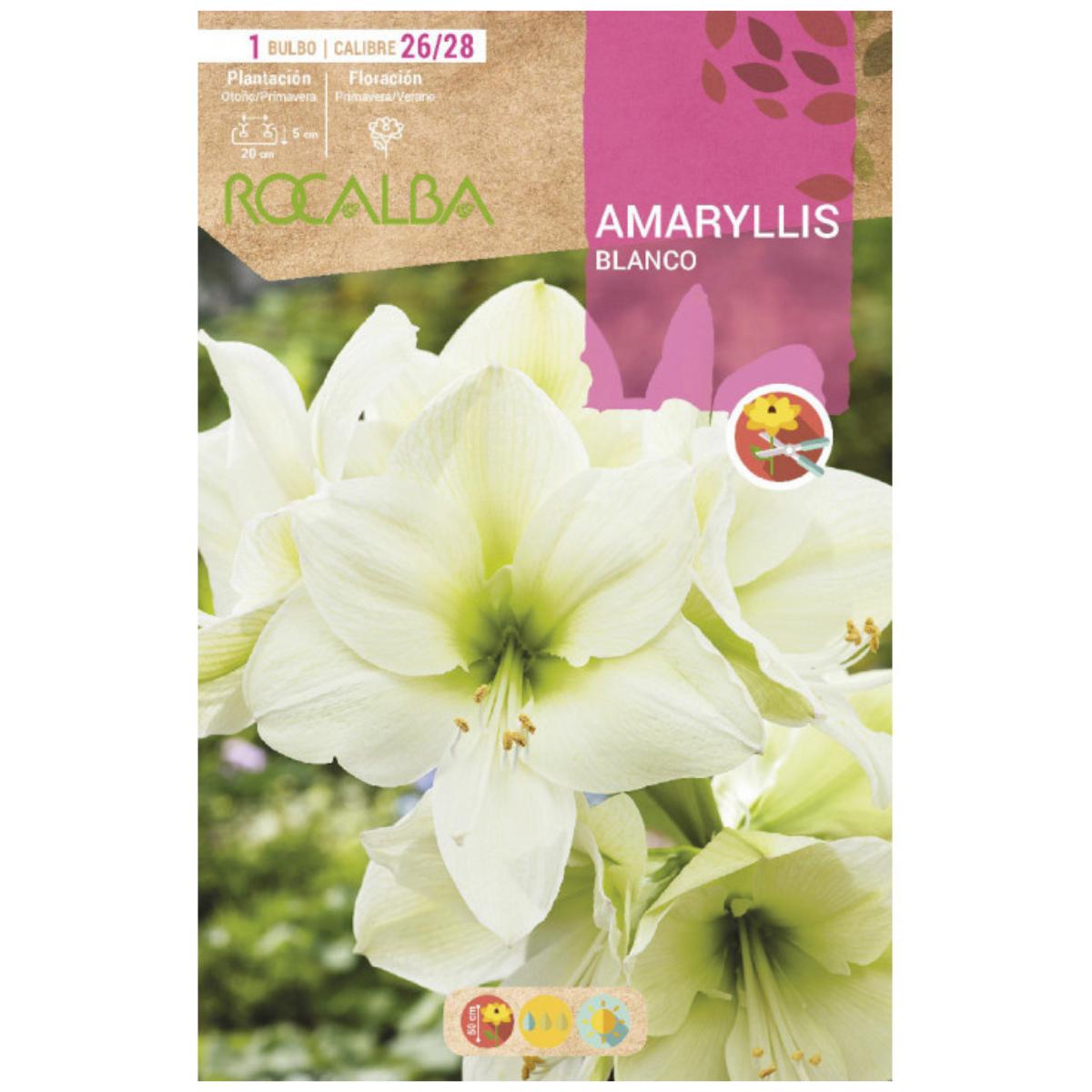 Bolbo de Amarílis Branco 1 unidade Rocalba