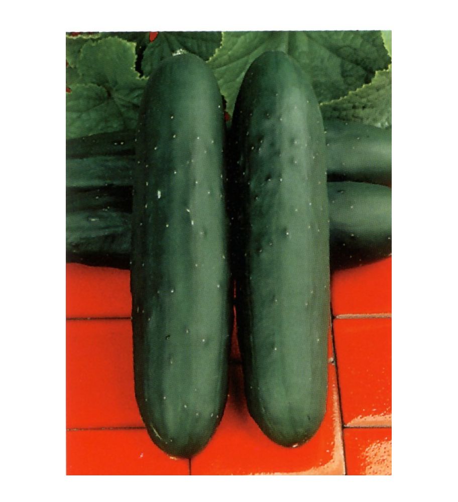 Plantón Pepino Marketmore (10 Unidades)_0