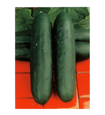 Plantón Pepino Marketmore (10 Unidades)_0