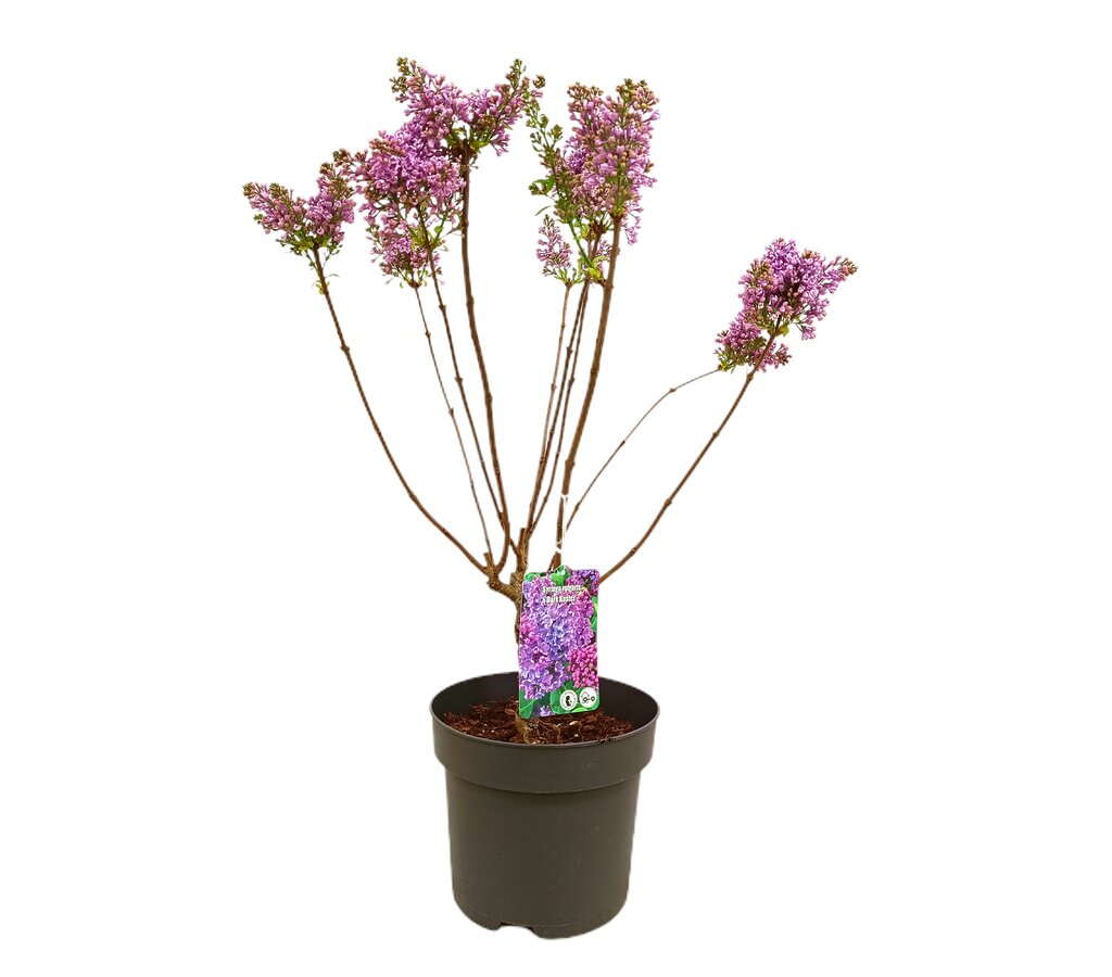 Syringa Variada M40 80cm_0