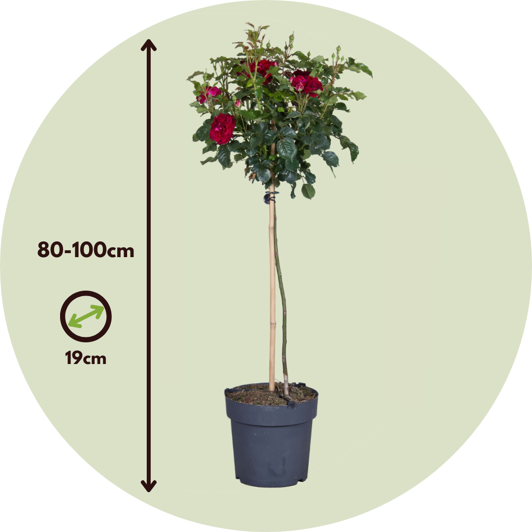 Rosa De Tallo - 2 Pzs - Rosa Palace ‘pride' - Altura 80-100cm - ⌀19cm_2